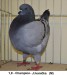 DSC - 123 (4)